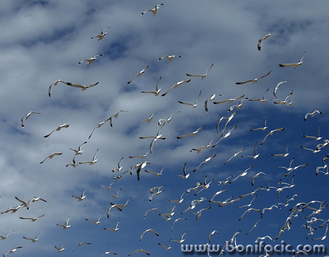 animals___Migration___Punat, Croatia.