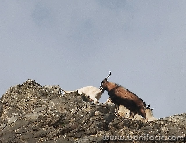 animals___Mountaineers___Novi Vinodolski, Croatia.