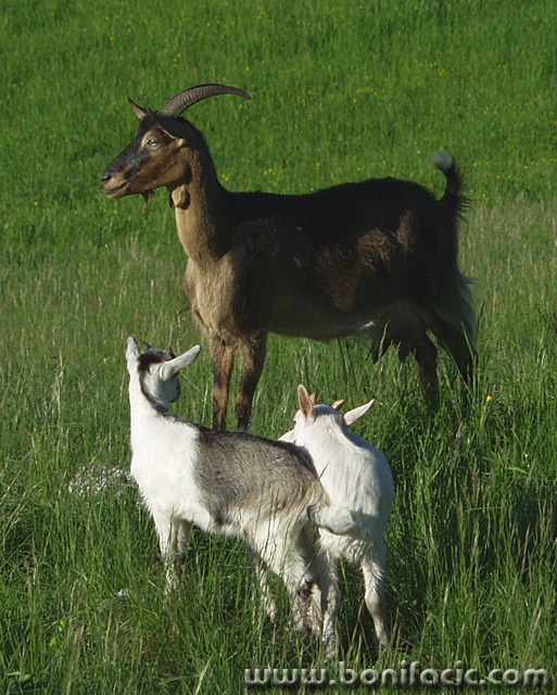 animals___Nanny - Goat___