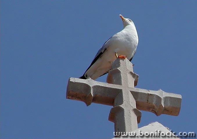 animals___Observant___Baska, Croatia.
