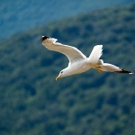 animals___Over The Mountains___Cres, Croatia.