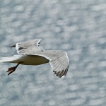 animals___Over The Sea___Cres, Croatia.