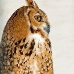 animals___Owl Profile___Tozeur, Tunisia.