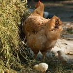 animals___Peek___Kriznica, Croatia.