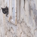 animals___Peep___Karlovac, Croatia.