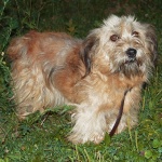 animals___Pet___Ostarije, Croatia.