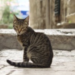 animals___Pose___Sibenik, Croatia.