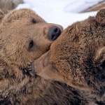 animals___Prompting___Kuterevo, Croatia.