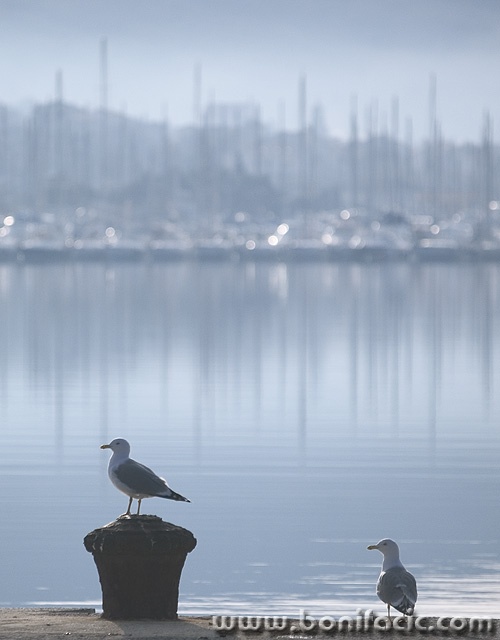 animals___Outpost___Punat, Croatia.