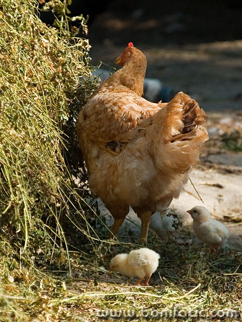 animals___Peek___Kriznica, Croatia.