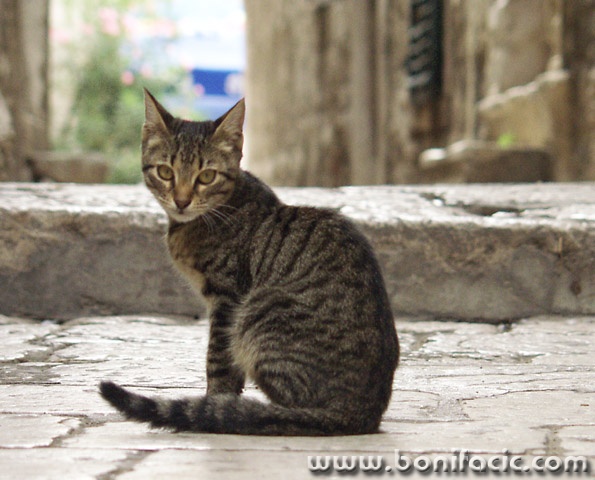 animals___Pose___Sibenik, Croatia.