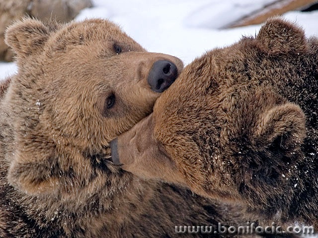 animals___Prompting___Kuterevo, Croatia.