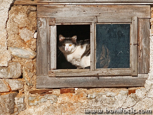 animals___Pry___Stari Laz, Croatia.