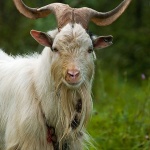 animals___Rafter___Njivice, Croatia.