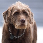 animals___Ramble___Punat, Croatia.