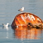 animals___Rusty Airport___Klenovica, Croatia.