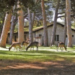 animals___Safe Place___National Park Brijuni, Croatia.