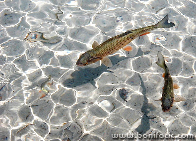 animals___Pure___National Park Plitvice, Croatia. by Manuela Spehar
