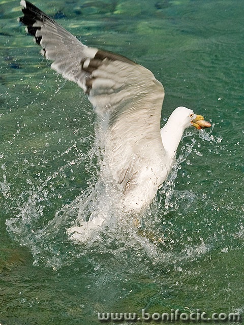 animals___Run___Klenovica, Croatia.
