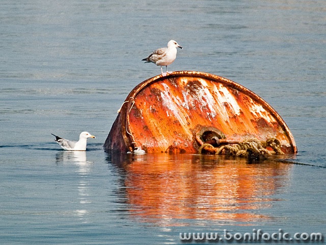 animals___Rusty Airport___Klenovica, Croatia.