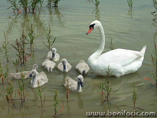 animals___School___Draz, Croatia.