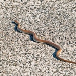 animals___Serpent___Beli, Croatia.