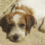 animals___Siesta___Baska, Croatia.