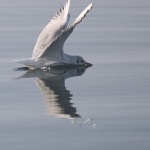 animals___Skate___Punat, Croatia.