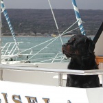 animals___Skipper___Punat, Croatia.