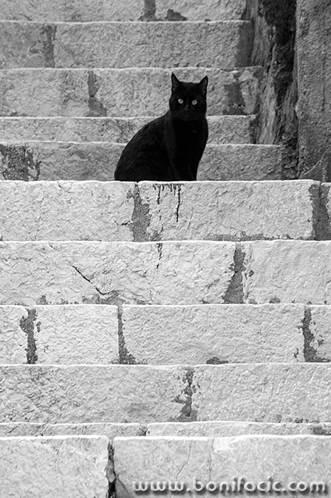 rab37BWmal