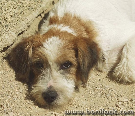 animals___Siesta___Baska, Croatia.