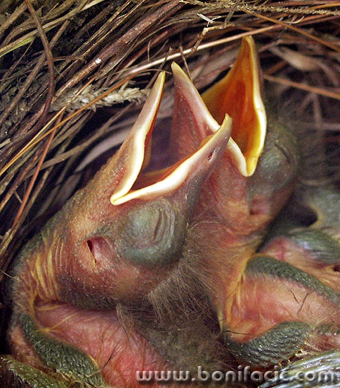 animals___Singers___Punat, Croatia.