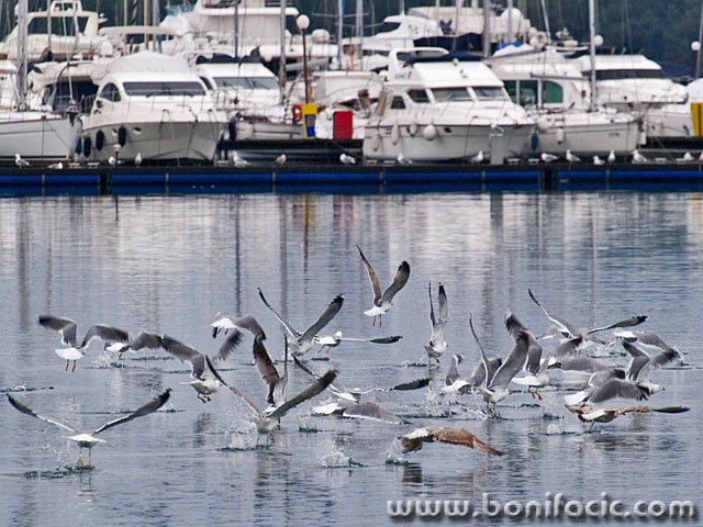 animals___Skipper Training___Punat, Croatia.