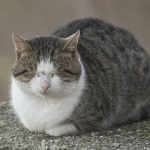 animals___Sleepy___Oprtalj, Croatia.