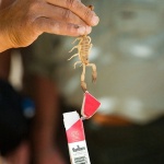 animals___Smoking Is Dangerous!___Tozeur, Tunisia.