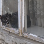 animals___Spy___Karlovac, Croatia.