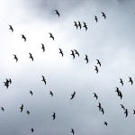 animals___Squadron___Punat, Croatia.