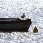 animals___Stars___Punat, Croatia.