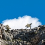 ckoblakstablo1mal422