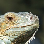 animals___Sun Lover___Punat, Croatia.