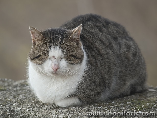 animals___Sleepy___Oprtalj, Croatia.