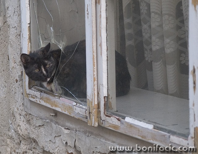 animals___Spy___Karlovac, Croatia.