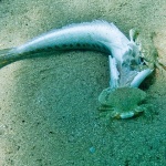 animals___Treat___Sveti Marak, Croatia.