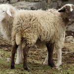 animals___Two Headed___Lakmartin, Croatia.