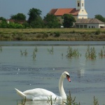 animals___Two Towers___Draz, Croatia.