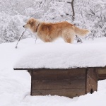 animals___Unfitted___Cakovac, Croatia.