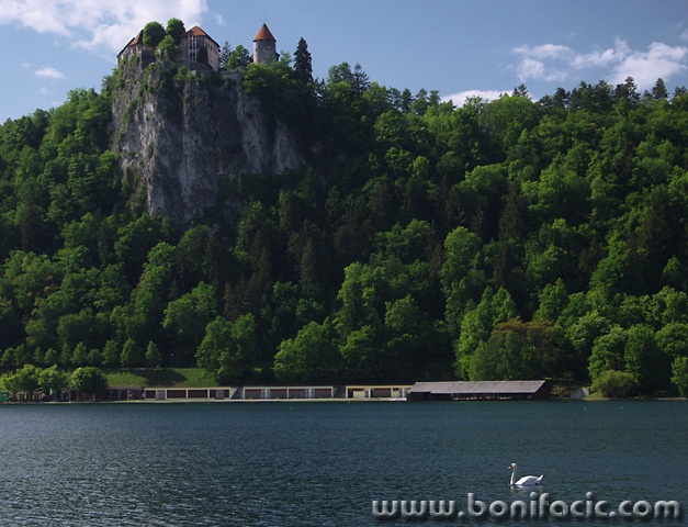 animals___Swan Lake___Bled, Slovenia.