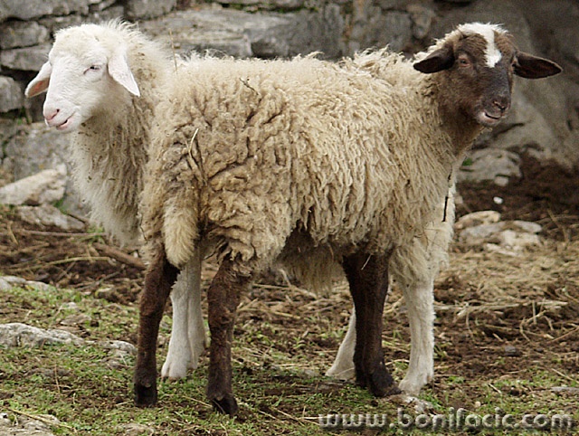 animals___Two Headed___Lakmartin, Croatia.