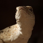 animals___Varan___Tozeur, Tunisia.