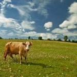 animals___Velebit Grazing___Zuta Lokva, Croatia.